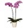 Kvetináče na orchideje