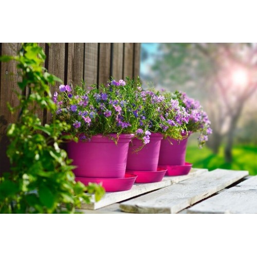 PLASTKON Kvetináč Campanula 23 cm hráškovo zelená PLASTKON Kvetináč Campanula 23 cm hráškovo zelená