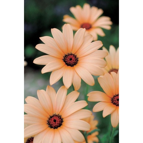 JOHNSONS Osteospermum SALMON 22964 JOHNSONS Osteospermum SALMON 22964
