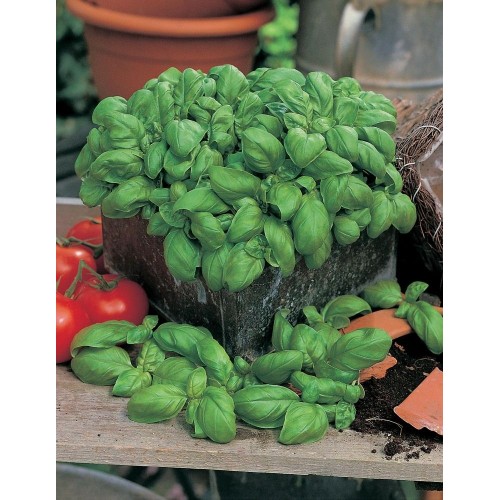 JOHNSONS Bazalka ITALIANO CLASSICO 22973 JOHNSONS Bazalka ITALIANO CLASSICO 22973