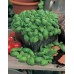 JOHNSONS Bazalka ITALIANO CLASSICO 22973