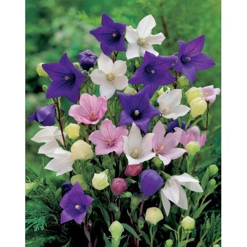JOHNSONS bacuľky veľkokvetý Grandiflora MIXED 22966