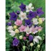 JOHNSONS bacuľky veľkokvetý Grandiflora MIXED 22966