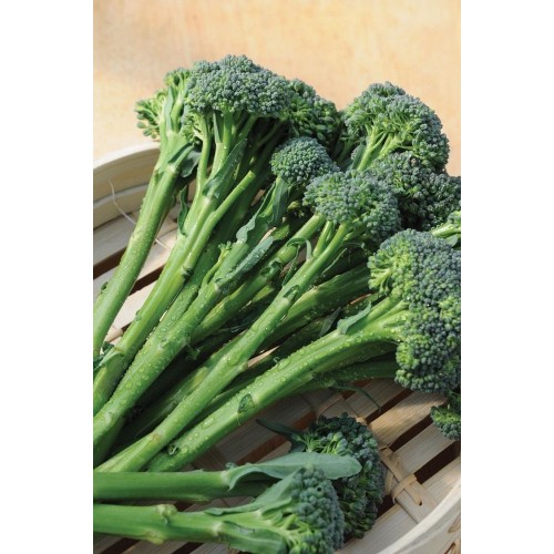 JOHNSONS Brokolica (TENDERSTEM) INSPIRATION F1 22977 JOHNSONS Brokolica (TENDERSTEM) INSPIRATION F1 22977