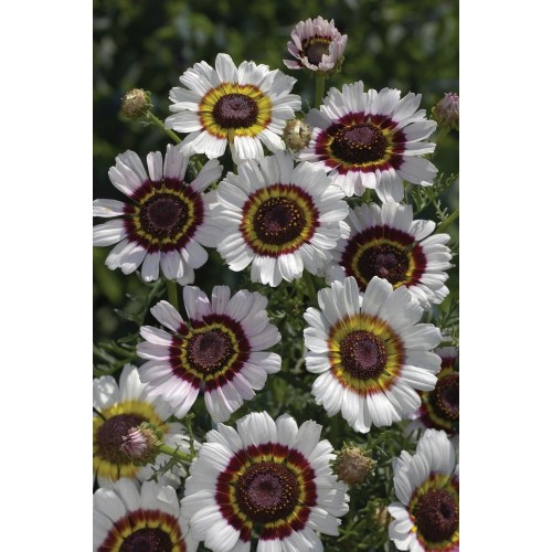 JOHNSONS Chryzantéma COCKADE 22951