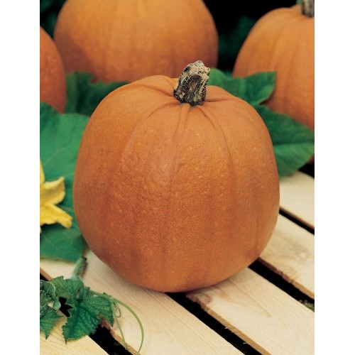 JOHNSONS Tekvica NEW ENGLAND PIE 23007 JOHNSONS Tekvica NEW ENGLAND PIE 23007