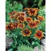 JOHNSONS Echinacea MORENO 22967