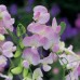 JOHNSONS Hrachor PINK PEARL 22959