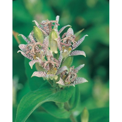 JOHNSONS Ľalia Hirt TOAD LILY 22971