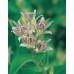 JOHNSONS Ľalia Hirt TOAD LILY 22971