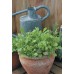 JOHNSONS Listové šaláty Mesclun MIXED 22992