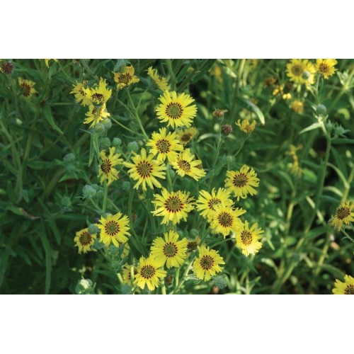JOHNSONS Madia elegans 22962 JOHNSONS Madia elegans 22962