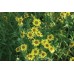 JOHNSONS Madia elegans 22962