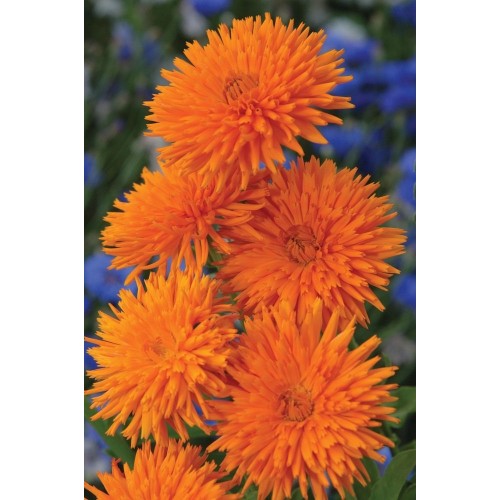 JOHNSONS Nechtík lekársky ORANGE Porcupine 22949