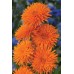 JOHNSONS Nechtík lekársky ORANGE Porcupine 22949