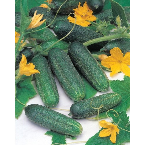 JOHNSONS Uhorka Hokus 22987 JOHNSONS Uhorka Hokus 22987