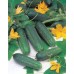 JOHNSONS Uhorka Hokus 22987