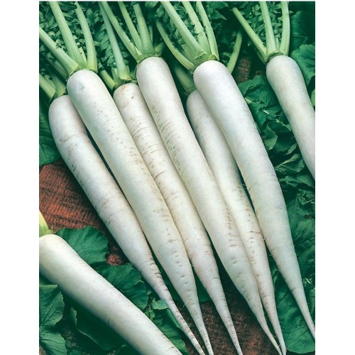 JOHNSONS Reďkovka daikon Mool MINOWASE NR 2 22991