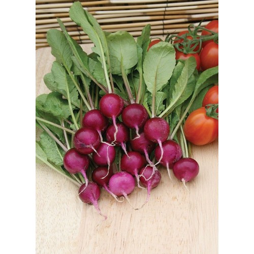 JOHNSONS Reďkovka AMETHYST 22998 JOHNSONS Reďkovka AMETHYST 22998