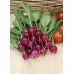 JOHNSONS Reďkovka AMETHYST 22998