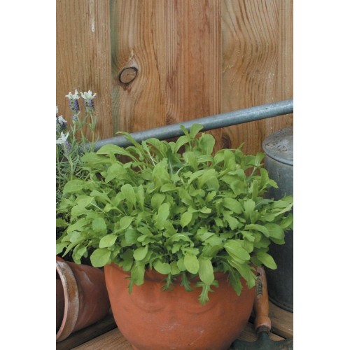 JOHNSONS Rukola MIXED 23002 JOHNSONS Rukola MIXED 23002