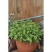 JOHNSONS Rukola MIXED 23002