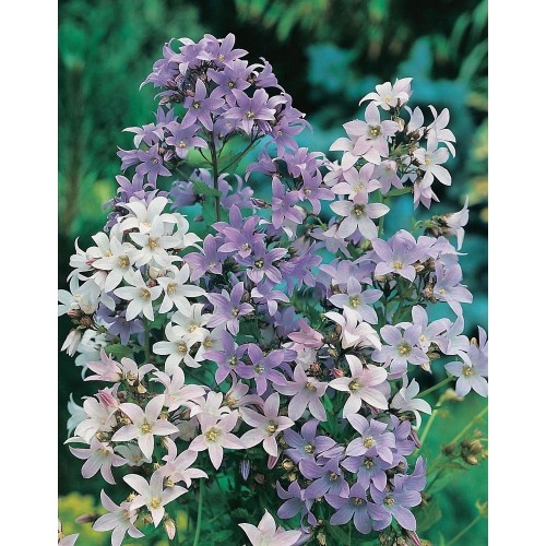 JOHNSONS Zvonček lactiflora MIXED 22950 JOHNSONS Zvonček lactiflora MIXED 22950