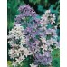 JOHNSONS Zvonček lactiflora MIXED 22950