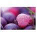 KELA Prestieranie PICTURE bobule KL-15035