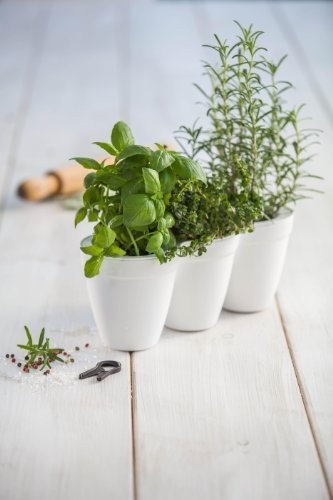 KETER IVY HERBS kvetináče na bylinky, biela 17197630
