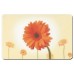 KELA Prestieranie PICTURE gerbery KL-15056