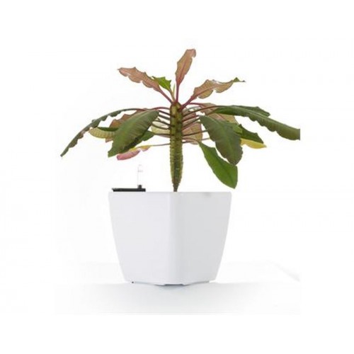 Samozavlažovací kvetináč G21 Cube biele 22cm 6392410 Samozavlažovací kvetináč G21 Cube biele 22cm 6392410