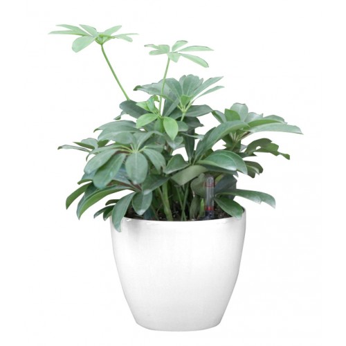 Samozavlažovací kvetináč G21 Ring biely 17,5 cm 6392550