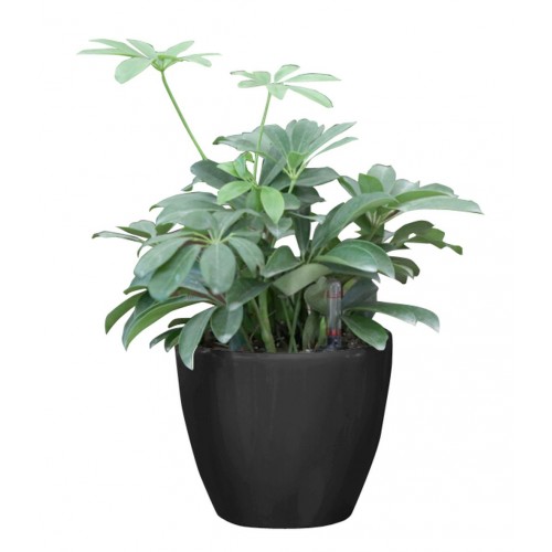 Samozavlažovací kvetináč G21 Ring čierny 17,5 cm 6392551