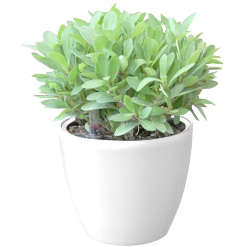 Samozavlažovací kvetináč G21 Ring mini biely 15cm 6392540 Samozavlažovací kvetináč G21 Ring mini biely 15cm 6392540