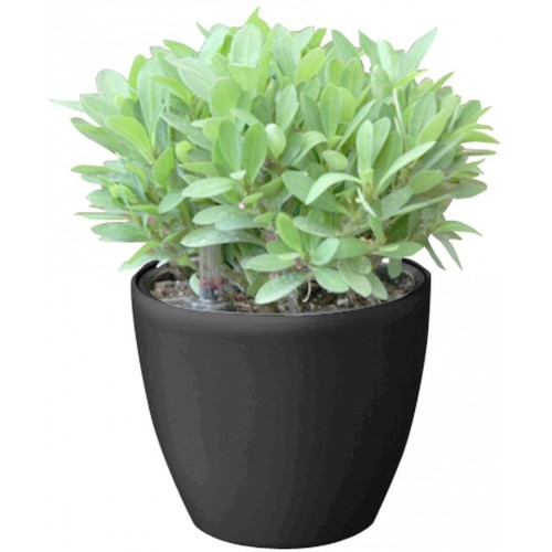 Samozavlažovací kvetináč G21 Ring mini čierny 15cm 6392541