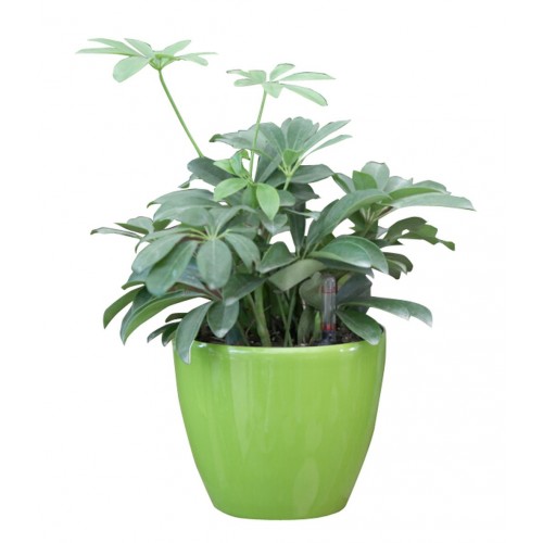 Samozavlažovací kvetináč G21 Ring zelený 17,5 cm 6392553 Samozavlažovací kvetináč G21 Ring zelený 17,5 cm 6392553