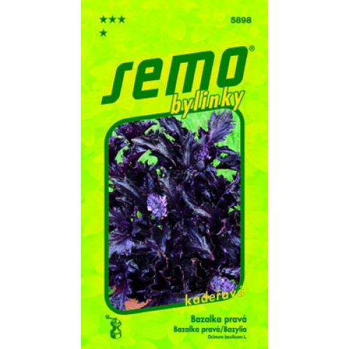 SEMO Bazalka pravá PURPLE RUFFLES 5898 SEMO Bazalka pravá PURPLE RUFFLES 5898