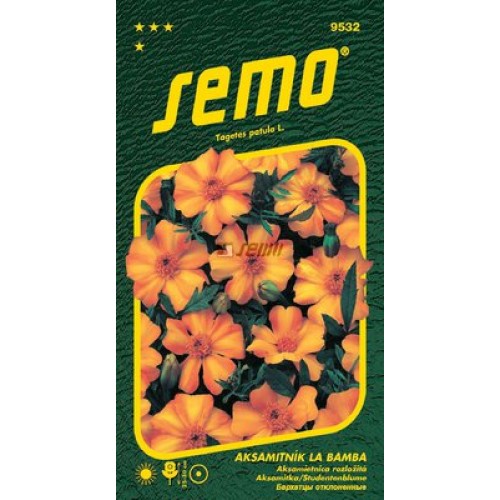 SEMO Aksamietnica rozložitá LA BAMBA 9532 SEMO Aksamietnica rozložitá LA BAMBA 9532