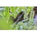 GARDENA Micro-Drip-System-Držiak na rúrky 1/2" (10ks) 13208-20