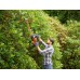 Black & Decker BEHTS451 Elektrické nožnice na živý plot (60cm/550W)