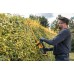 DeWALT DCMHT562P1 XR Nožnice na živé ploty 55 cm, 19 mm XR (18V/1x5,0Ah)