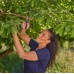 GARDENA PremiumCut Záhradné nožnice na čerstvé drevo 12241-20