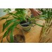 Fiskars Plant Care Nožnice na rastliny s držiakom, 19 cm 1075316