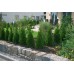 GARDENA MDS-kvapkacia hadica nadzemná 13 mm (1/2 "), 50m 1386-20