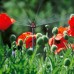 GARDENA Micro-Drip-System-6-plošná rozprašovacia tryska (2 ks), 1396-29