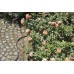 GARDENA Liano Textilná hadica so sprchou 10 m, sada 18425-20