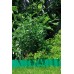 GARDENA Obruba trávnikov dĺžka 9 m, výška 9 cm (zelená) 0536-20