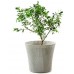 KETER CONIC PLANTER 56,5L Kvetináč, 54 x 48,7 cm, mocha 17202754