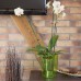 PROSPERPLAST COUBI Kvetináč na orchidey 12 cm, biela transparentná DUW120P